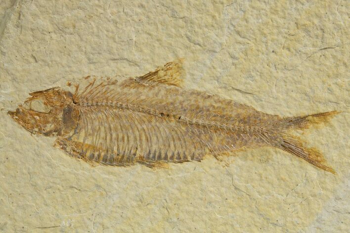 Detailed Fossil Fish (Knightia) - Wyoming #318421
